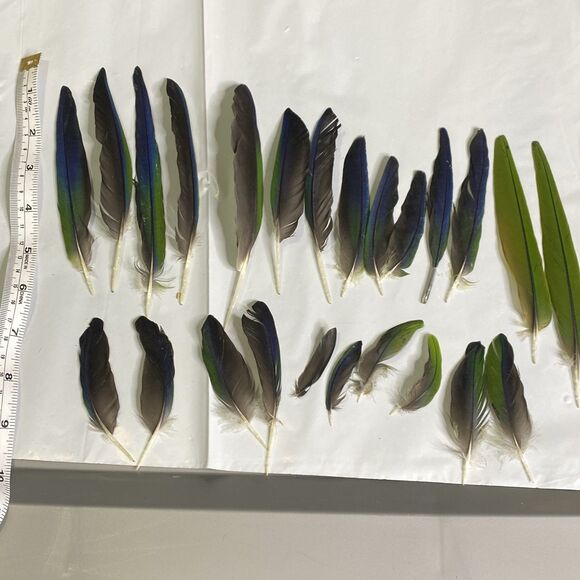 Nanday Conure Parrot Feathers Green Blue Black Mixed Naturally Molted 24 Piece - Picture 1 of 5